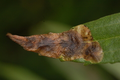 Nemorimyza posticata