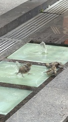 Passer domesticus