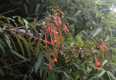 Fuchsia