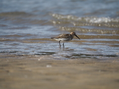 Calidris alpina