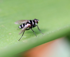 Trigonospila cingulata