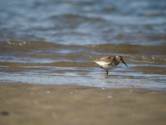 Calidris alpina