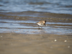 Calidris alpina