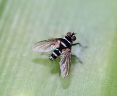 Trigonospila cingulata