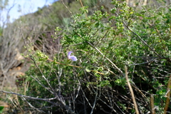 Salvia dentata