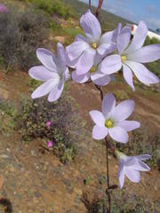 Ixia rapunculoides