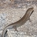 Eastern Ranges Rock Skink - Photo (c) dhfischer, some rights reserved (CC BY-NC), uploaded by dhfischer