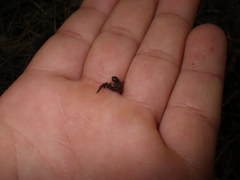 Batrachoseps