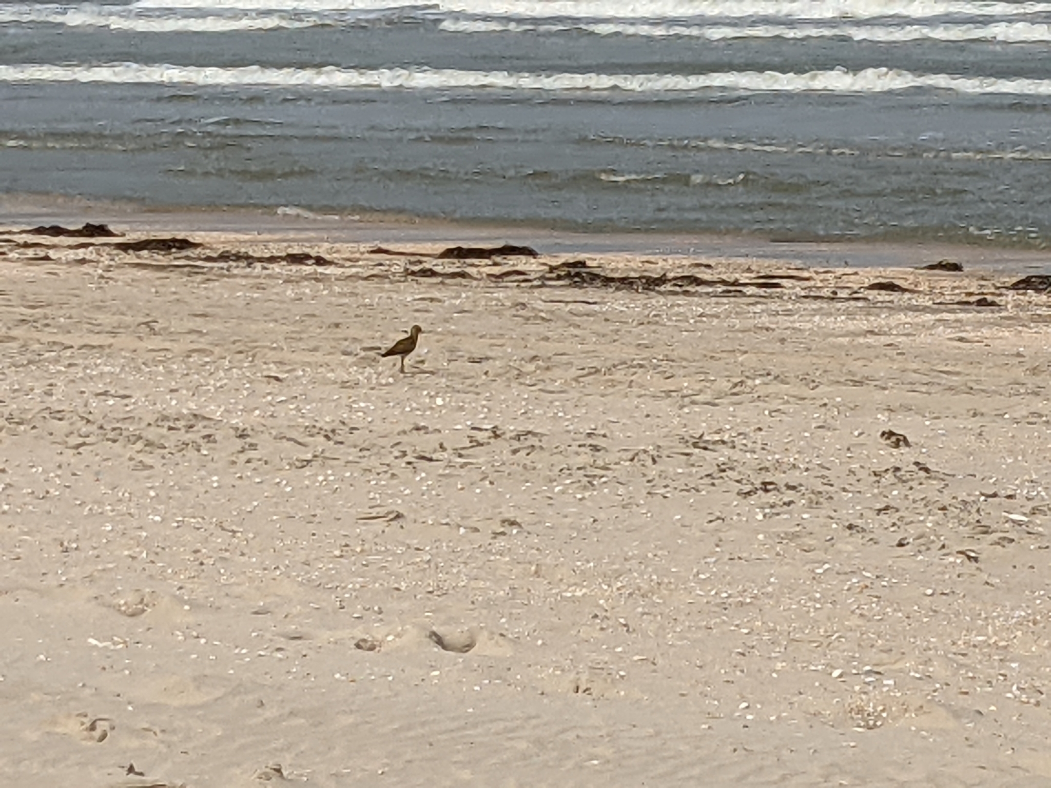 European Golden Plover