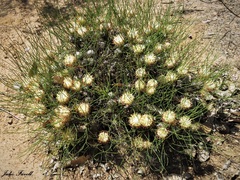 Petrophile longifolia
