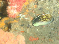Apolemichthys kingi