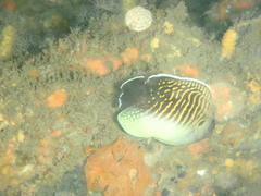 Apolemichthys kingi