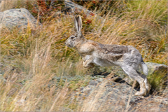 Lepus tolai
