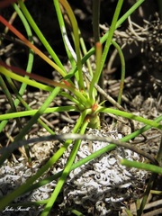 Petrophile longifolia