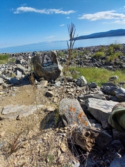 Erysimum hieraciifolium