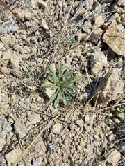 Erysimum hieraciifolium