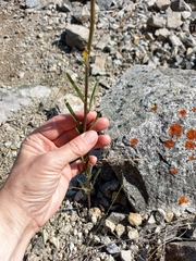 Erysimum hieraciifolium