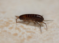 Arcitalitrus sylvaticus