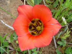 Romulea sabulosa