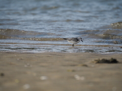 Calidris alba