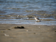 Calidris alba