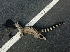 Genetta genetta genetta