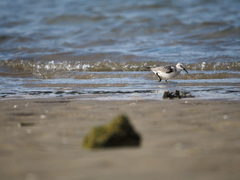Calidris alba