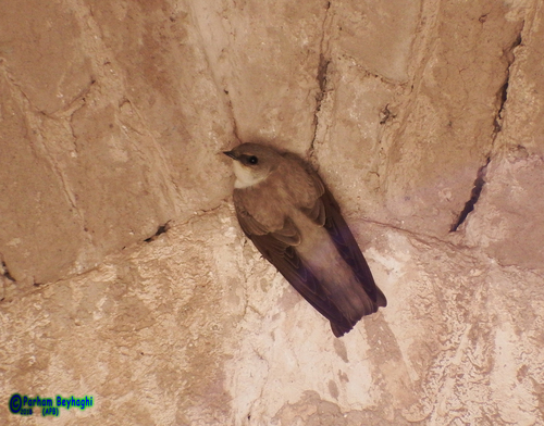 Ptyonoprogne obsoleta obsoleta