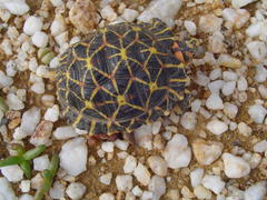 Psammobates tentorius trimeni