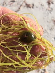 Electroma papilionacea