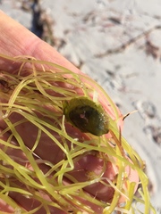 Electroma papilionacea