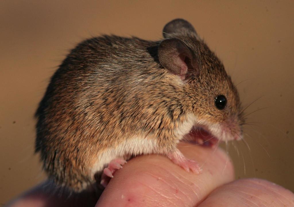 Desert Pygmy Mouse (Mus indutus)