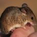 Desert Pygmy Mouse - Photo (c) _3foxes, some rights reserved (CC BY-NC), uploaded by _3foxes