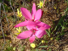 Hesperantha pauciflora