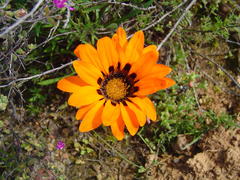 Gazania rigida