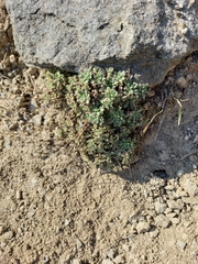 Draba ussuriensis