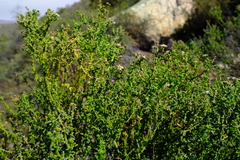 Chrysocoma sparsifolia