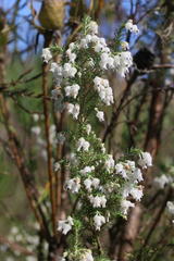 Erica glomiflora glomiflora
