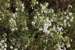 Erica glomiflora glomiflora