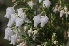 Erica glomiflora glomiflora