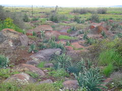 Boophone haemanthoides