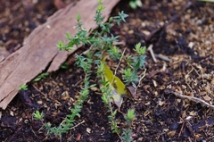 Acrotriche prostrata