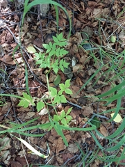 Angelica gmelinii