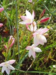 Hesperantha cucullata