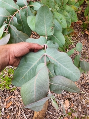 Eucalyptus nitens