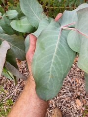 Eucalyptus nitens