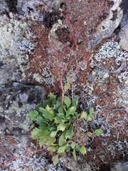Micranthes punctata