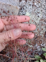 Micranthes punctata