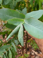Eucalyptus nitens