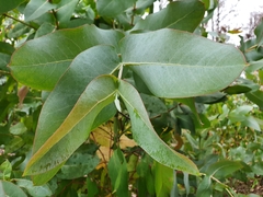 Eucalyptus nitens